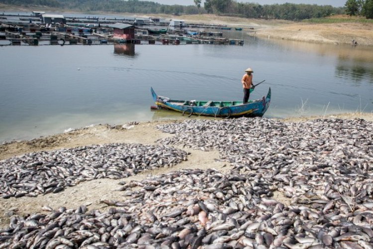 Fenomena Upwelling Puluhan Ton Ikan Di Waduk Darma Mati Mendadak