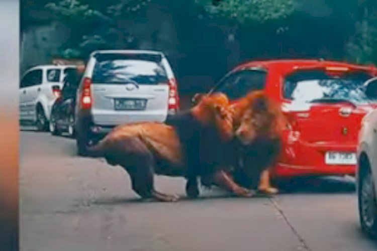 Viral Video Singa Tabrak Mobil Di Taman Safari Prigen Jangan Berhenti