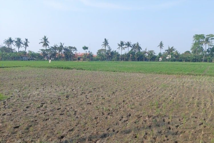 Masuk Musim Kemarau Pemkab Bekasi Tangani Kekeringan Areal Sawah