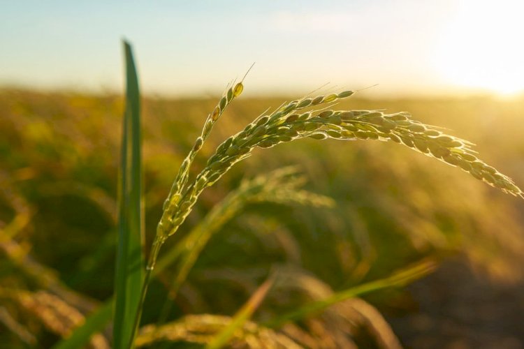 Pengembangan Ip Padi Memungkinkan Petani Di Karawang Dapat Tanam