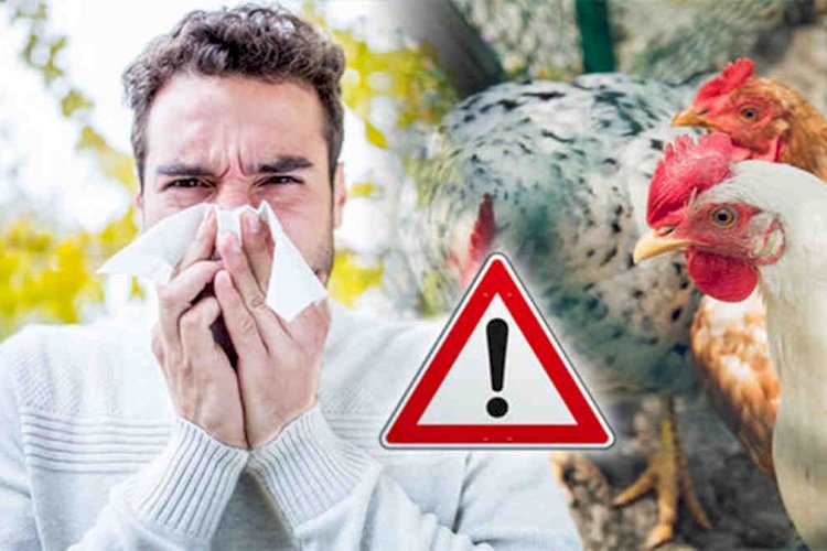 The Corona Virus Outbreak Has Not Disappeared, England Is Now Attacked By Bird Flu