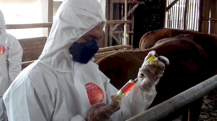 Vaksinasi PMK Tahap 2 di Sumedang Capai 5.422 Ekor Sapi