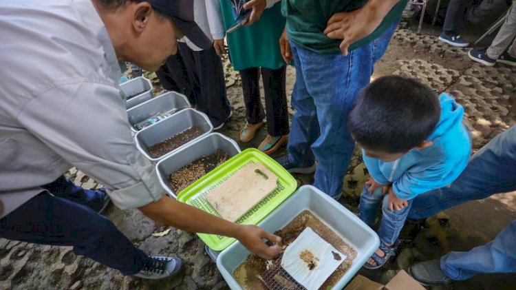 Tangani Sampah Organik, Pemkot Bandung Siapkan Hanggar Maggot