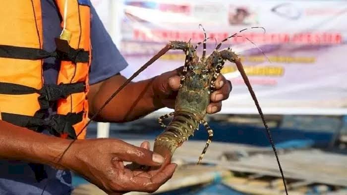Revisi Kebijakan Ekspor Dinilai Bakal Turunkan Budi Daya Lobster